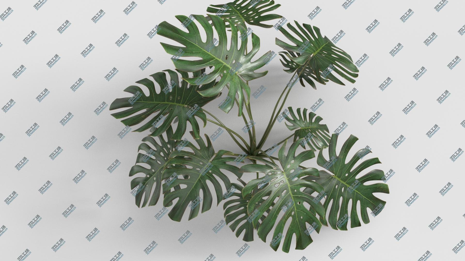 images/goods_img/2021040163/Plant Monstera Deliciosa 3D model/4.jpg